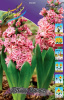 Гиацинт Дабл Эрос,махр. (2)