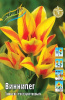 Тюльпан Виннипег,многоцв (8)