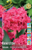 Тюльпан Кингстон (7)